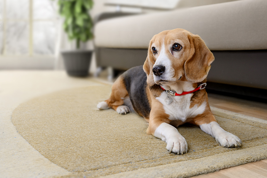 pussy888 account locked